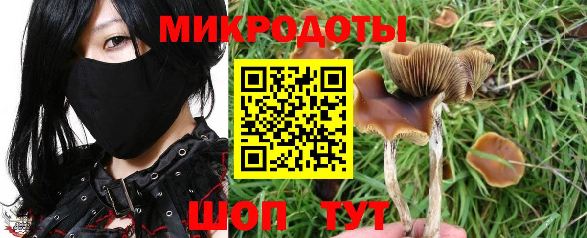 Галлюциногенные грибы Psilocybine cubensis Вичуга